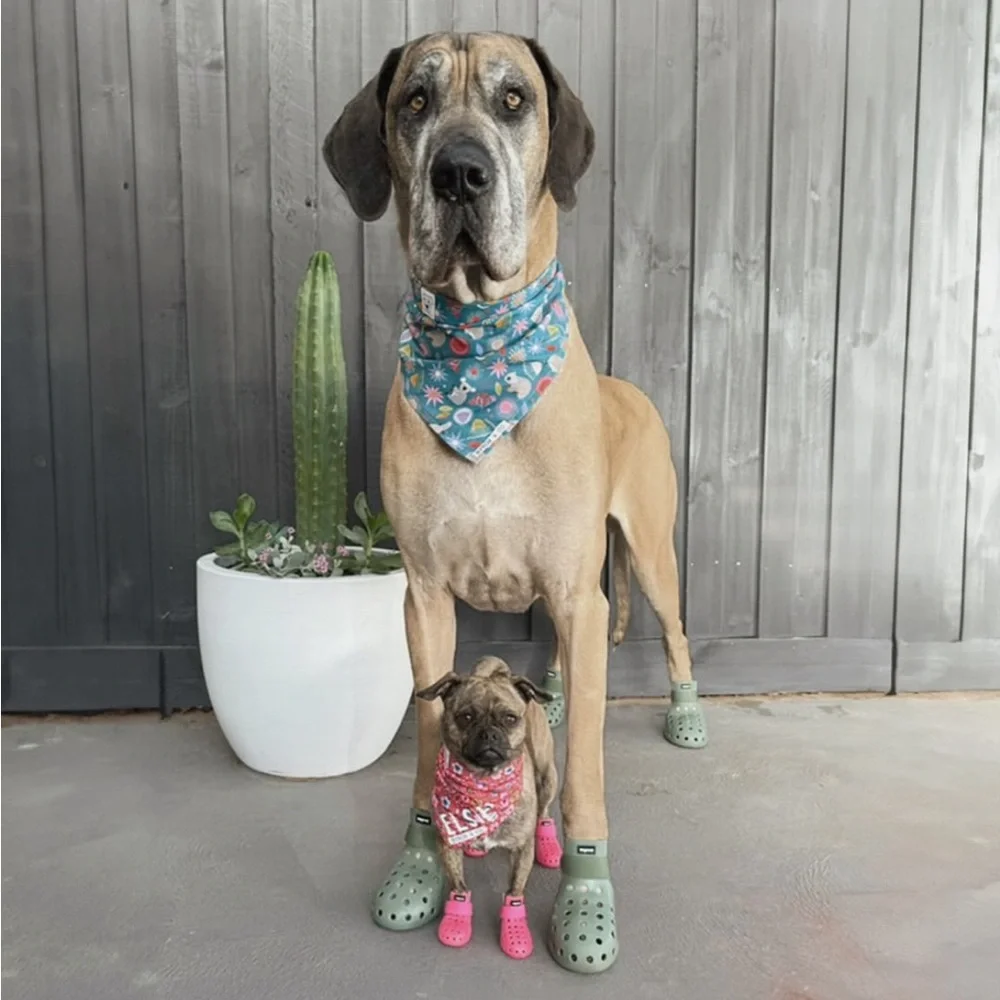 Wagwear Dog Shoes - Picture 5 of 5